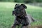 Closeup of a beautiful Italian mastiff puppy laying peacefully in a sunny green park