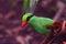 Closeup of a beautiful Javan green magpie