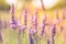 Closeup of beautiful lavender field over summer sunset landscape. Dream floral nature with butterfly and soft pastel tones