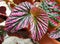 Closeup of the beautiful leaves of Begonia Brevirimosa