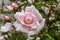 Closeup of a beautiful light pink rose with green petals in the