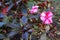 Closeup Beautiful Lonly Flower in Sunny Weather with Green Leaves at Garden in Istanbul. Spring 2019.