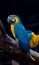 Closeup of beautiful macaw parrots on a tree in a zoo