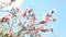 Closeup of beautiful magnolia in a garden with blue sky