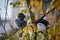 Closeup of beautiful magpie feathers