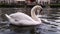 Closeup of beautiful majestic white swan floating on the river in a sunny spring morning in Strasbourg, France.