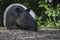 Closeup of a beautiful Malayan tapir in a forest