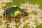 Closeup of the beautiful metallic Emerald beetle, Protaetia prye