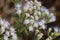 Closeup of beautiful mistflowers in a forest