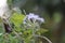 Closeup of beautiful mistflowers in a forest