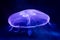 Closeup of Beautiful Moon Jellyfish