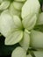 Closeup of beautiful mussaenda erythrophylla flowers blooming in the garden