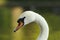 Closeup of beautiful mute swan