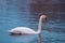 Closeup of a beautiful mute swan swimming in the lake.