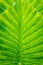 Closeup beautiful Natural green leaf llight background