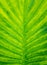 Closeup beautiful Natural green leaf llight background