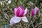 Closeup of a beautiful newly opened magnolia blossom