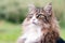 Closeup of a beautiful norwegian forest cat sitting outdoor. he gazes far into the distance