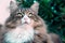 Closeup of a beautiful norwegian forest cat sitting outdoor. looking far with attention