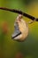 Closeup of a beautiful Nuthatch on a branch in a forest during sunrise