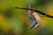 Closeup of a beautiful Nuthatch on a branch in a forest during sunrise