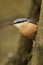 Closeup of a beautiful Nuthatch on a branch in a forest during sunrise