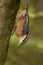 Closeup of a beautiful Nuthatch on a branch in a forest during sunrise