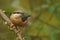 Closeup of a beautiful Nuthatch on a branch in a forest during sunrise