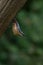 Closeup of a beautiful Nuthatch on a tree in a forest