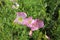 Closeup of beautiful Oenothera speciosa Siskiou pink in spring. Medicinal plants concept. Floral background.