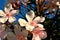 Closeup of a beautiful oleander white flowers