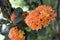 Closeup beautiful orange Ixora flower over blurred green garden background