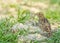 Closeup of a beautiful Oriental skylark bird on green grass