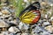 Closeup of a beautiful painted jezebel butterfly with vibrant yellow, black and red wings