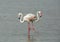 Closeup of a beautiful pair of Flamingos