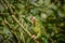 Closeup of a beautiful parakeet perched on a plant in a garden