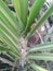 Closeup of beautiful pattern of green leaves of sugarcane plant growing in the farm, nature photography