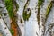 Closeup of beautiful patterns and textures in a section of a birch tree trunk