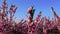 Closeup of beautiful peach blossoms on branches in spring orchard, agricultural plantation