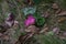 closeup of beautiful petals and autumn leaves