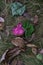 closeup of beautiful petals and autumn leaves