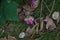 closeup of beautiful petals and autumn leaves