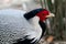 Closeup of beautiful pheasant