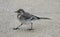 Closeup of a beautiful Pied wagtail on the ground
