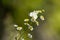 Closeup of a beautiful Pieris rapae butterfly on beautiful daisy flowers under the sunlight