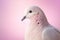 Closeup of a beautiful pigeon on a pink background with copy space