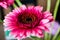 Closeup of a beautiful pink Barberton daisy (Gebera Jamesonii) flower with a blurred background