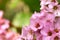 Closeup of beautiful pink Bergenia cordifolia flowers