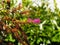 Closeup of beautiful pink buddleja flowers on a green bush in a garden