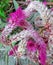 Closeup of beautiful pink celosia argentea plumed cockscomb or silver cock\\\'s comb in the garden